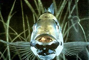 אחד ממיני האמנונים דוגרי-הפה: דגים אלה חדלים לאכול בזמן שהם נושאים את צאצאיהם בתוך פיהם, ואילו הדגיגים...
