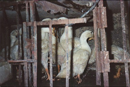 ברווזים ממתינים למותם בשוק עופות חיים (UPC)