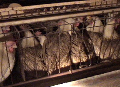 תרנגולות רבות מכוסות בהפרשות שנשרו מתוך הכלובים שמעליהן