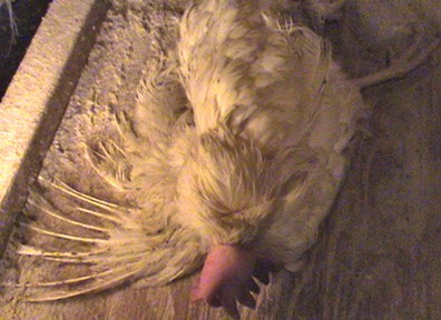 תרנגולת פצועה זו הוצאה מהכלוב שלה והושארה למות במעבר של הסככה