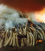  אחד מהאמצעים המקובלים להבהיר לציידים ולסוחרים הלא-חוקיים שהסחר בשנהב אינו משתלם הוא שריפת השנהב...