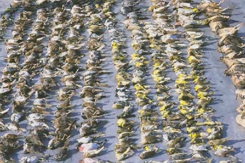 חלק מקורבנות מגדלי ניו יורק. לפי New York City Audubon, באביב 2001 נמצאו 2,352 ציפורים מתות או פצועות למרגלות בניינים. 