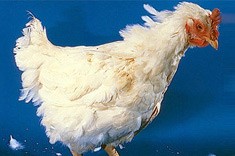 תרנגול בית חולים המחלים ממחלה