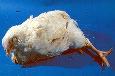 תרנגול הוסבל מאחד הספימטומים של שפעת העופות- חוסר קואורדינציה.