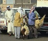 אנשים דוחסים כבשים לתוך תא מטען בכווית