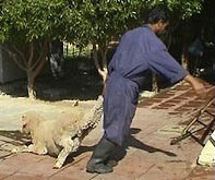 בן אדם מושך כבש באוזניה על מנת לזרז אותה. צולם בכווית