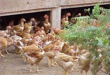 תרנגולות ותרנגולים בתעשיית הבשר הצרפתית