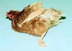תרנגולת חולה- זכויות לחיות