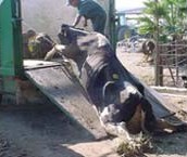 פרות קורסות מועלות על משאית - התעללות בבעלי חיים