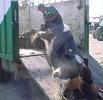 פרה שקרסה מועלית על משאית- חיות שעוברות התעללות