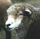 כבשה חופשית במקלט חיות