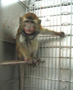 ניסויים על חיות - קוף בכלוב