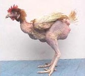 תרנגול במשק בשר - חיות שעוברות התעללות קשה