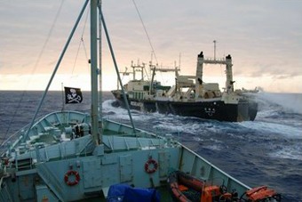 ספינה של Sea Shepherd Conservation Society לקראת היתקלות בספינת ציידי לוייתנים, פברואר 2007. הארגון מרבה להתנגש עם החוק,...