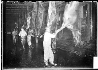 משחטת בקר בשיקאגו, 1904: שחיטת בקר וחזירים בשיקאגו בסוף המאה ה-19 ובתחילת המאה ה-20 היא אחת מנקודות הציון...