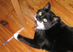 אחד מהדברים שחתול אינו יודע לעשות עם עט זה לחתום על אמנה חברתית, אבל האם הדבר מצדיק התעלמות מוסרית ממנו?