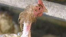 תרנגולת בלול הסוללה של טרבור סון צ'ין