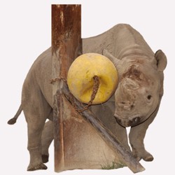 קרנף משתמש במתקן חיכוך (International Rhino Keeper Association)
