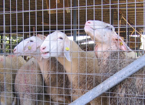 כבשים מלקקות את הגדר