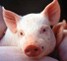 חזיר - אנונימוס למען חיות במשקים