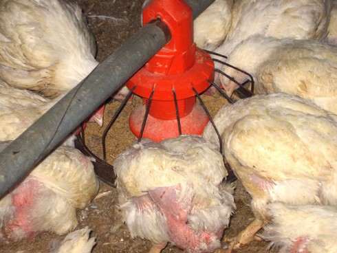 כלי האוכל של התרנגולים - אנונימוס למען בעלי חיים