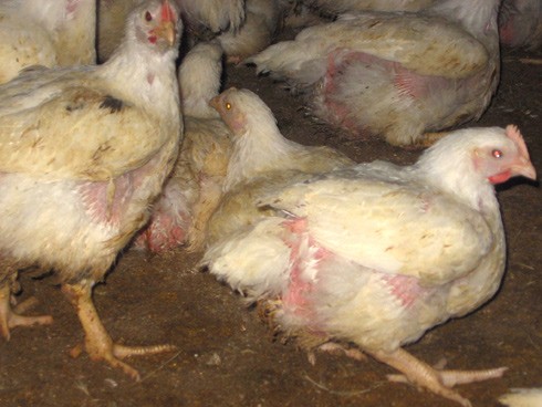 תרנגול צולע בלול תעשייתי - נגד התעללות בחיות