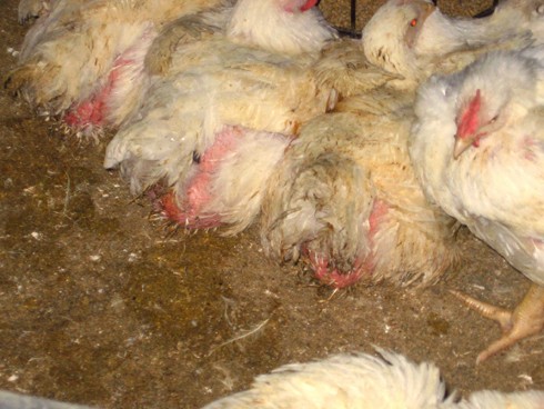 תרנגולים גוססים בתעשיית הבשר - לא להתעללות בחיות