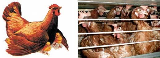 תרנגולות בכלוב סוללה לעומת התרנגולות בציוריו של משה רון לספר של יורם טהרלב.
