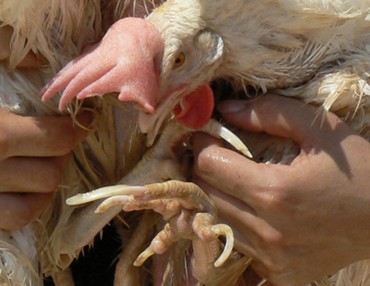 טפרים שגדלו ללא שחיקה בתרנגולת שהוצאה מלול ביצים (צולם על-ידי מור קורן בשכונת שפירא, 17.9.2007)