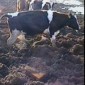 a cow in the dairy industry