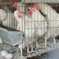 hens crammed in a laying cage