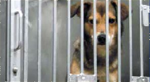 הכלב MadDog במעבדת Iams לניסויים בתזונה. כאשר חוקר ארגון PETA צילם אותו, הוא כבר היה כלוא שש שנים בכלוב זה, בגודל...