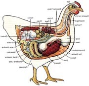 בחינת האנטומיה של תרנגולת כהשוואה בין מערכות של בעלי חיים לזו של בני אדם