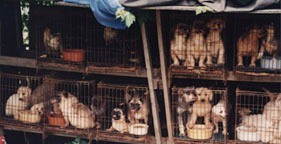 משק הרבעה לכלבים (puppy mill). (צילום: HSUS)