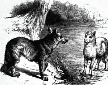 כבשה וזאב כבר נפגשו במשל של איסופוס, אולם שם הסתיים המפגש בטריפה מהירה. 