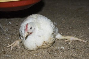 כשילת רגליים וחזה מנופח: מחיר הבשר הזול הוא ציפור השוכבת בהפרשות כי אינה מסוגלת לעמוד על רגליה. (צילום: HUHA)