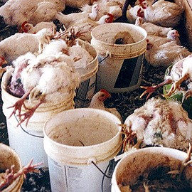תעשיית בשר העופות: אתר של חולי ומוות. (צילום: PETA)