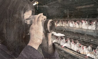 צילום סמוי של תרנגולות מטילות בתוך כלובים בתעשיית הביצים