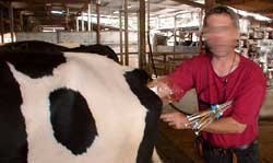 הזרעה מלאכותית חלב פרה פרות