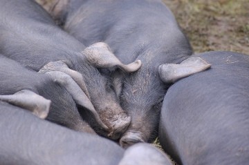 חזירים מזן הדומה לזן החזירים הנפוץ במצרים (צילום: Andrew Pescod)