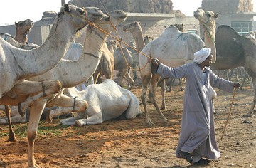 גמלים מובלים מסודן למצרים במסע מפרך שעולה בחיי רבים מהם, ולבסוף רובם נשחטים לבשר. לפי נתוני האו ם, בשנת 2007...
