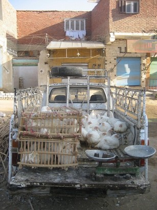 תרנגולים מוצעים למכירה בבחרייה בדוכן מאולתר בתוך רכב. למרות תנאי המכירה הפרימיטיביים, מדובר בתרנגולים...