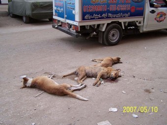 כלבים ירויים ברחוב בקאהיר: שיטת השירותים הווטרינריים לצמצום האוכלוסייה. (מתוך דואל שהופץ בעולם)