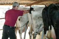 הזרעה מלאכותית חלב פרה פרות