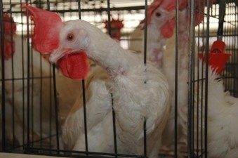 תרנגולות בכלוב סוללה בתעשיית הביצים, ישראל, מרץ 2009