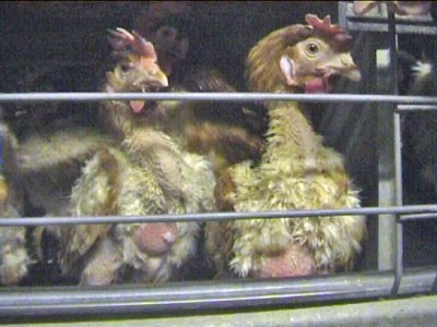 תרנגולות בכלוב סוללה (צילום באתר GAIA; מקור :CIWF)