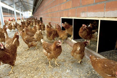 תרנגולות בלול נטול כלובים (צילום: GAIA)