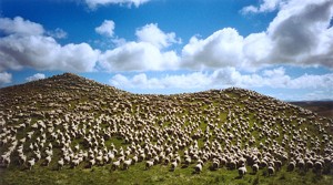 כבשים בניו זילנד: משק החי אחראי ליותר ממחצית פליטות גזי החממה במדינה זו. (צילום: vtveen)