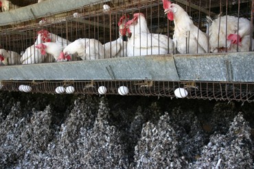 תעשיית הביצים: לא רק אכזריות, אלא גם זיהום ובזבוז משאבים. ארגוני הסביבה מעדיפים להתמקד בבשר בקר. 