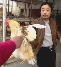 מכירת תרנגולת חיה בשוק בליקיאו בבייג'ינג (צילום: Xinhua)